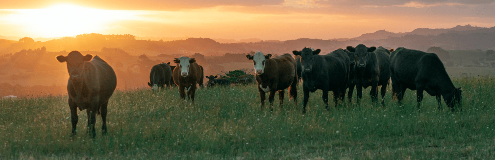 Farmlands case study image 2